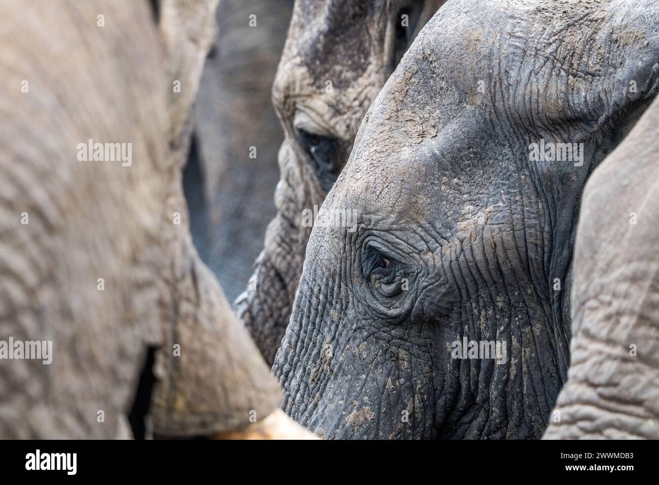 Close-up of wild elephants at a waterhole in Botswana Stock Photo