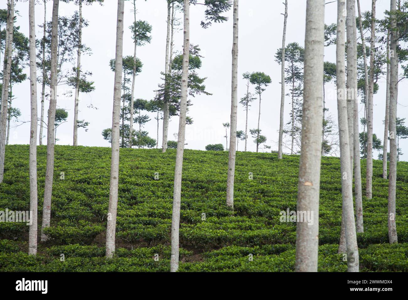 Trees in tea plantations Stock Photo