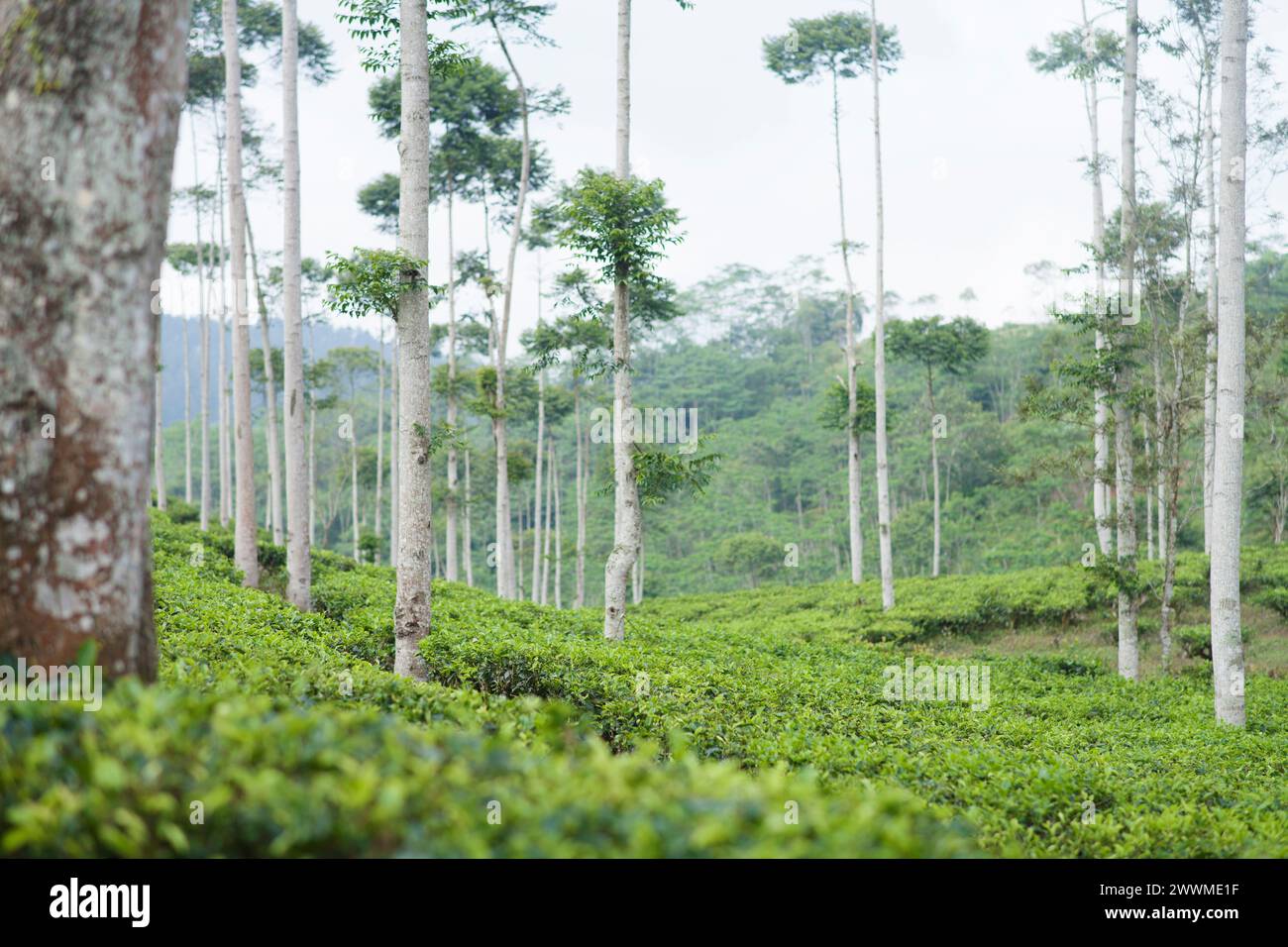 Green tea plantations with trees in Cianjur, West Java, Indonesia Stock Photo