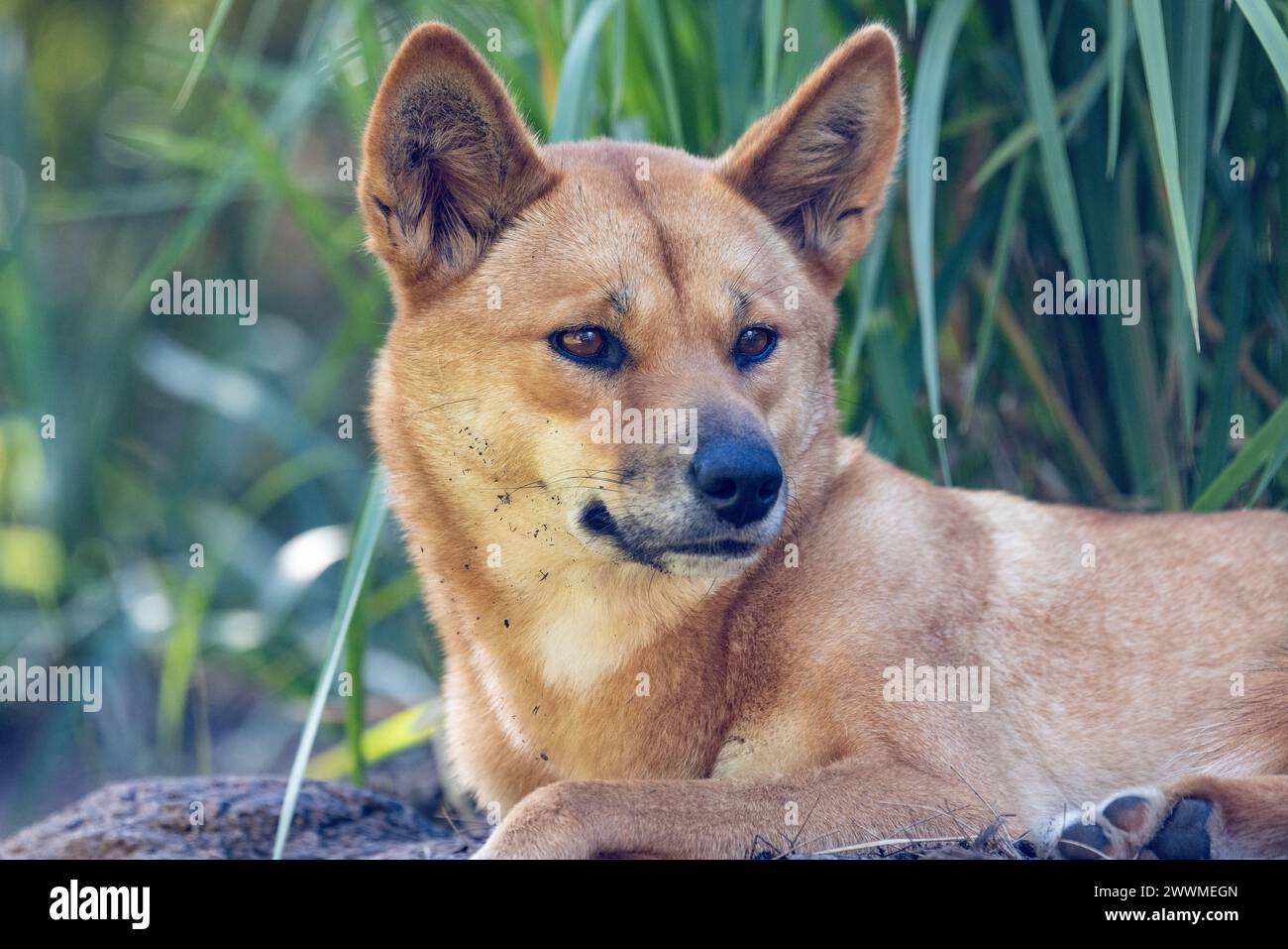 Captive Australian Dingo resting in shade Stock Photo