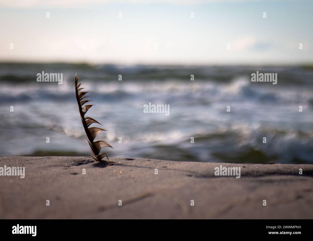 A single feather on a sandy beach with an ocean backdrop Stock Photo