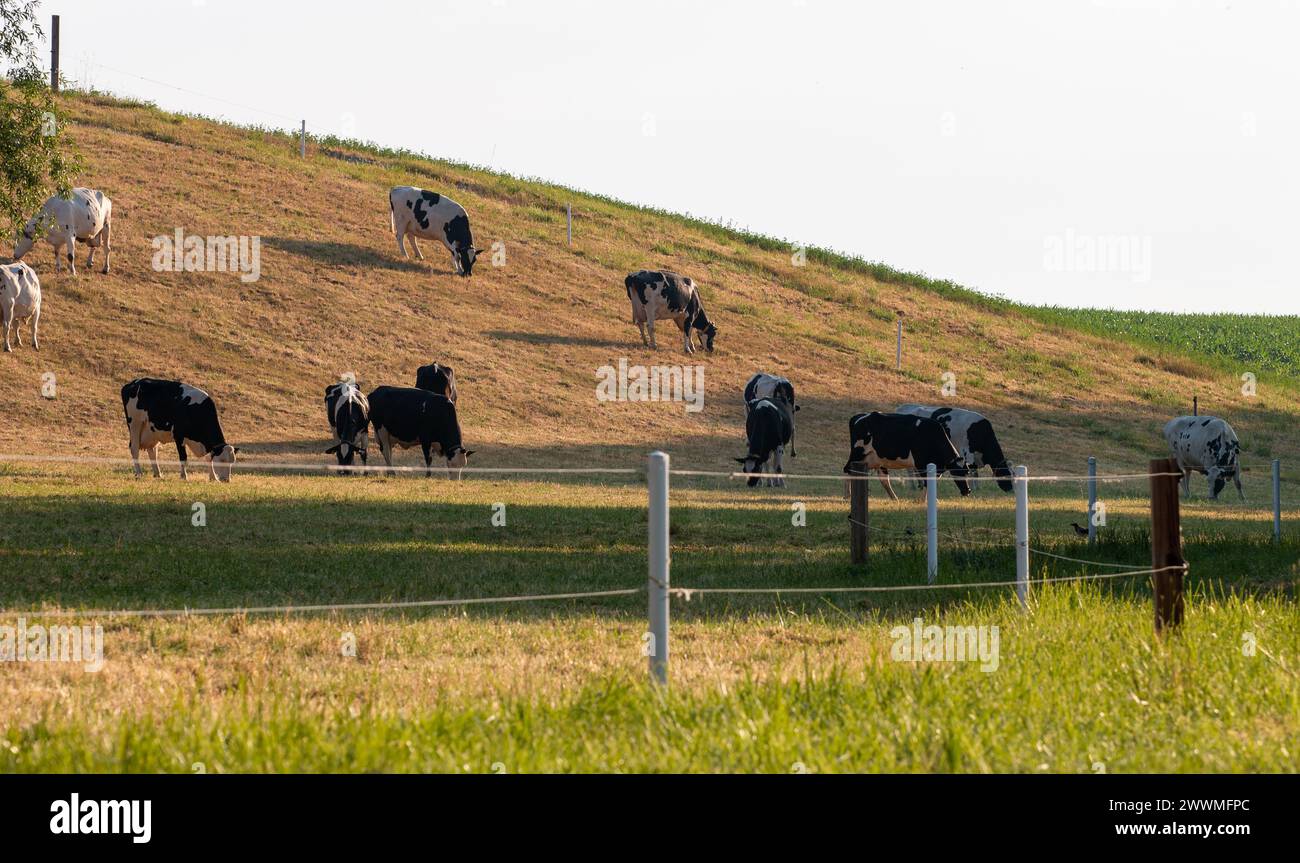 Cattle grazing peacefully in green hi-res stock photography and images ...