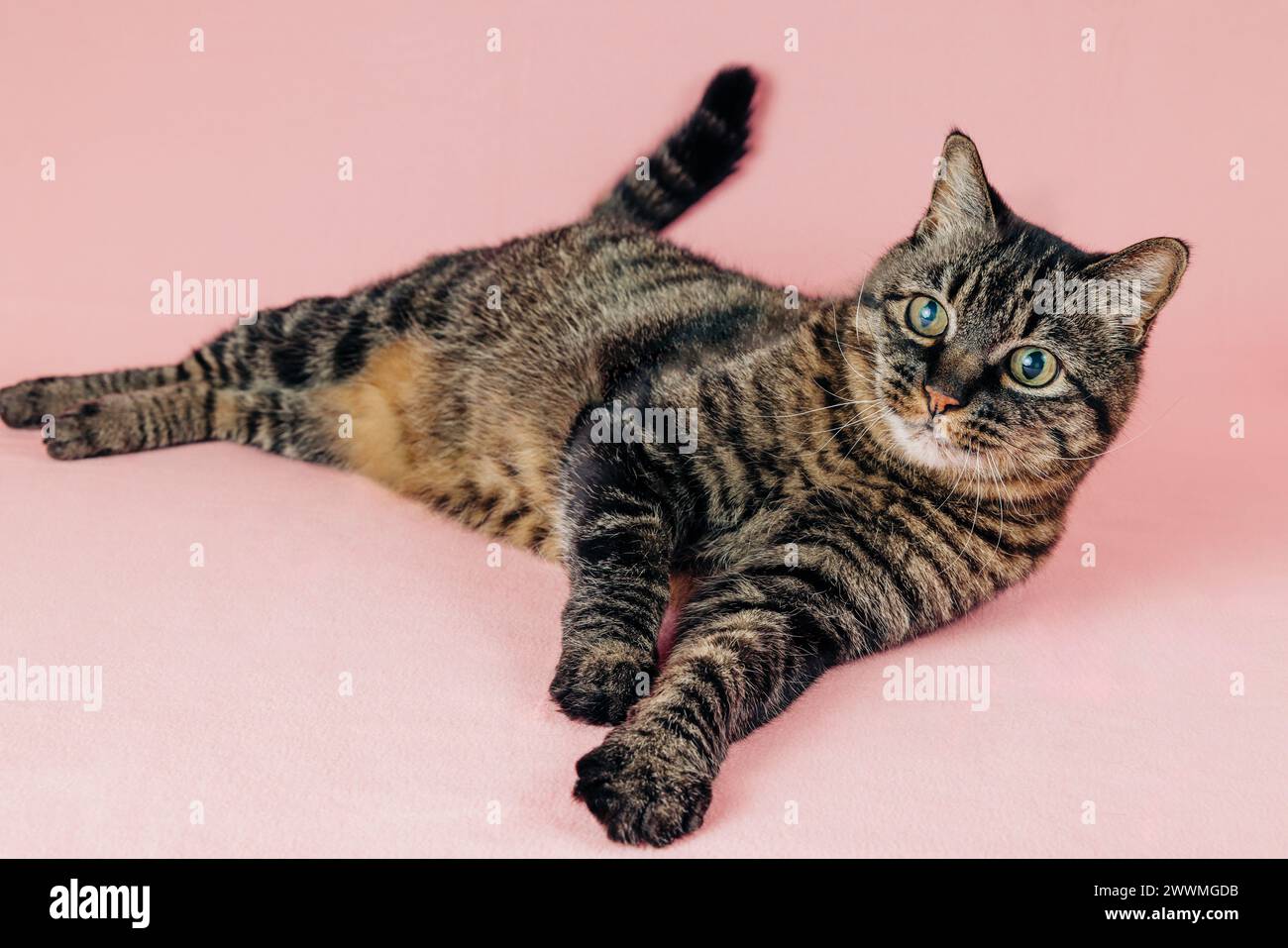 Sweet tabby adult cat portrait on pink backdrop Stock Photo - Alamy