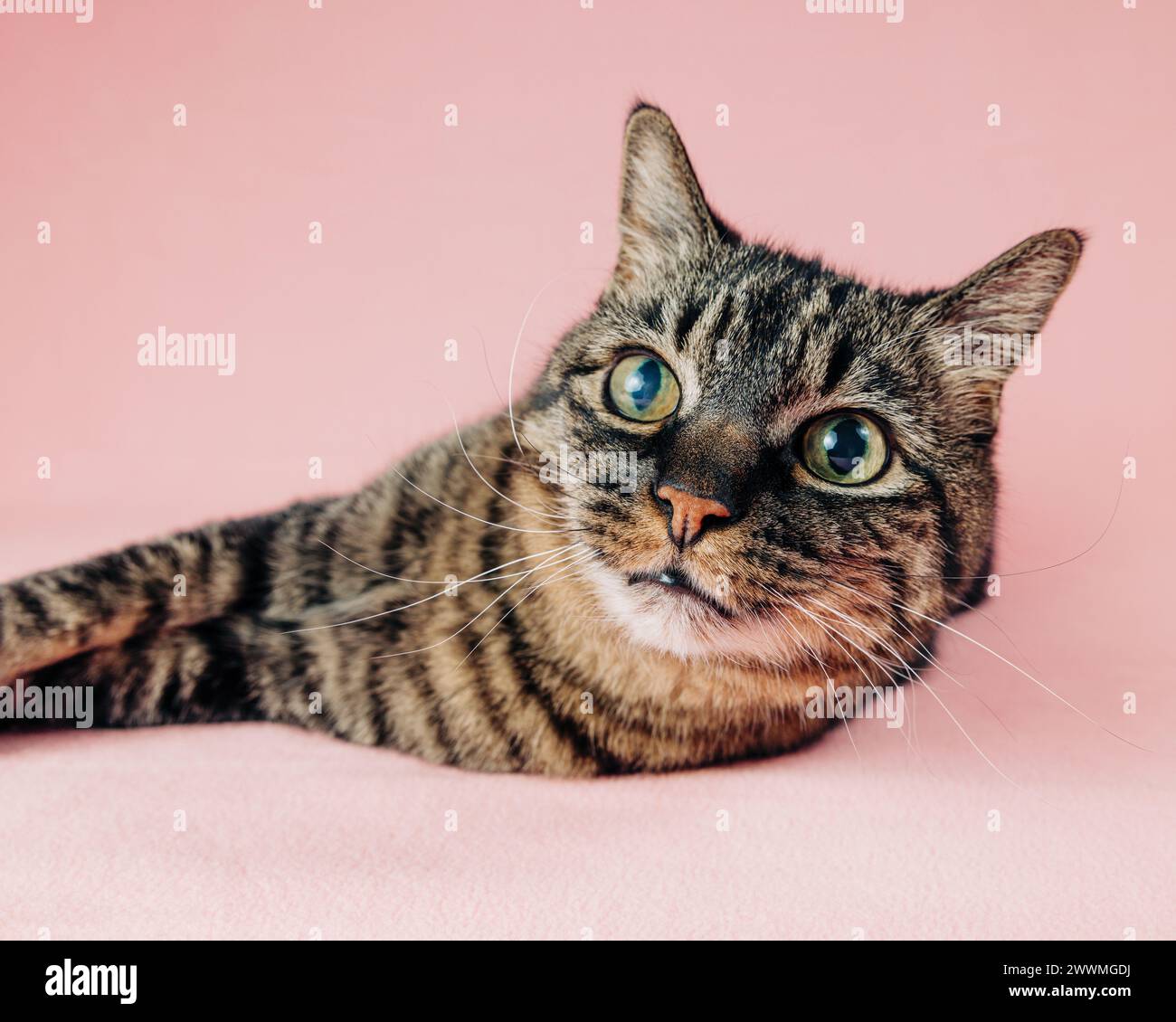 Sweet tabby adult cat portrait on pink backdrop Stock Photo - Alamy