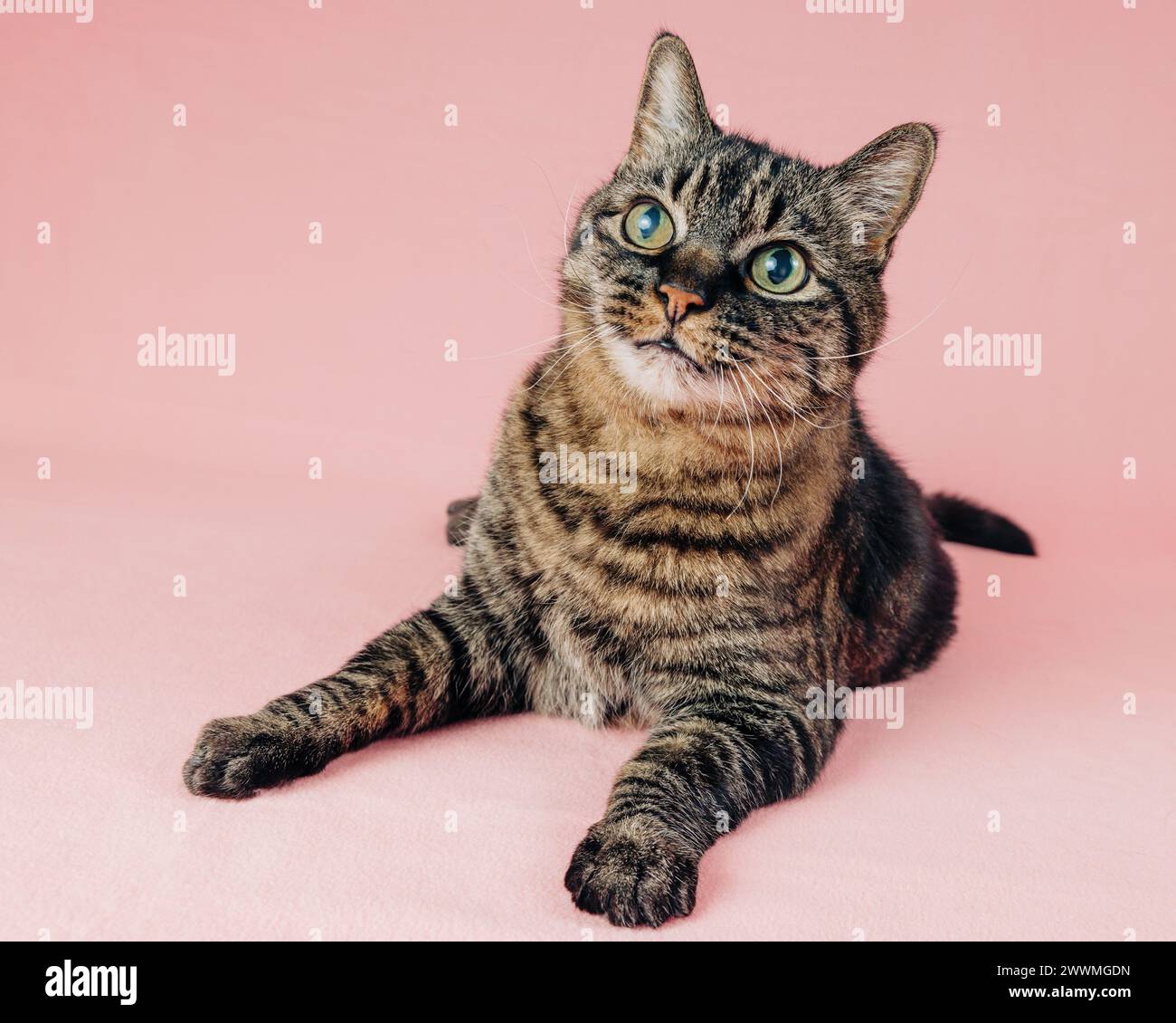 Sweet tabby adult cat portrait on pink backdrop Stock Photo - Alamy