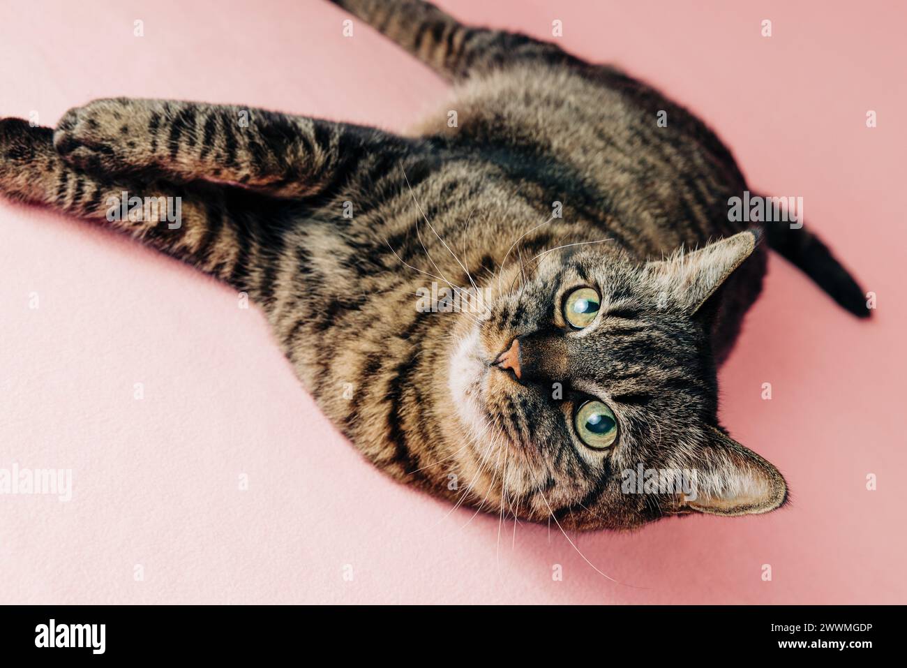 Sweet tabby adult cat portrait on pink backdrop Stock Photo - Alamy