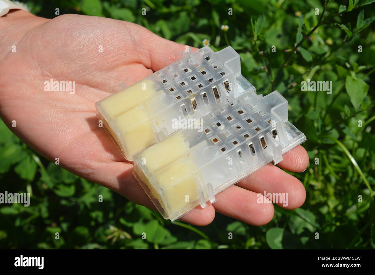 Woman Beekeeper Holding A Caged Bee Queen Queen Honey Bees For Sale Woman beekeeper holding a caged bee queen queen honey bees for sale