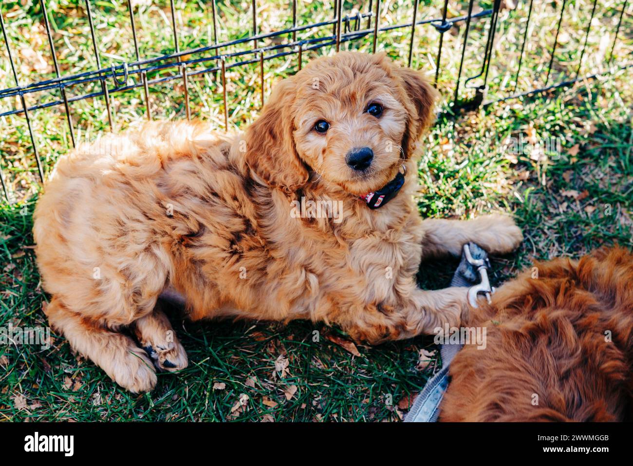 Darling Goldendoodle puppy with pink collar laying in grass Stock Photo