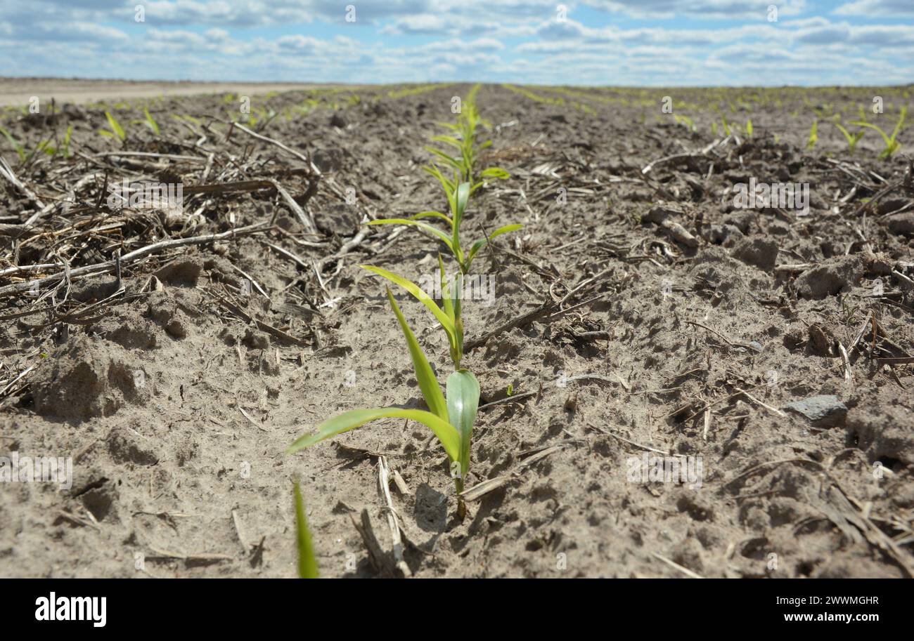 Young corn sprouts, plants growing in the corn field Stock Photo