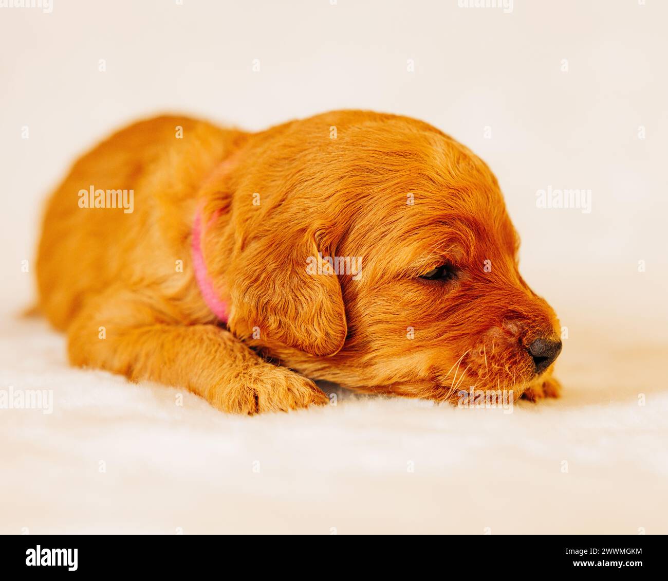 Sleepy Goldendoodle puppy laying down inside on white rug Stock Photo