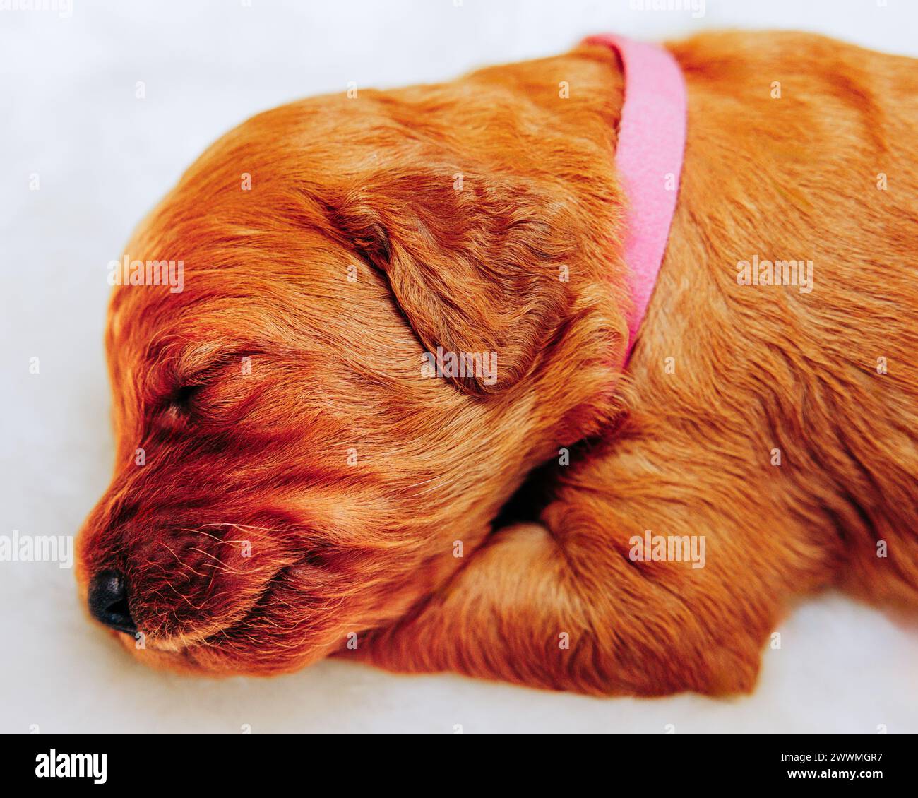 Goldendoodle puppy with pink collar sleeping on white fur rug Stock Photo