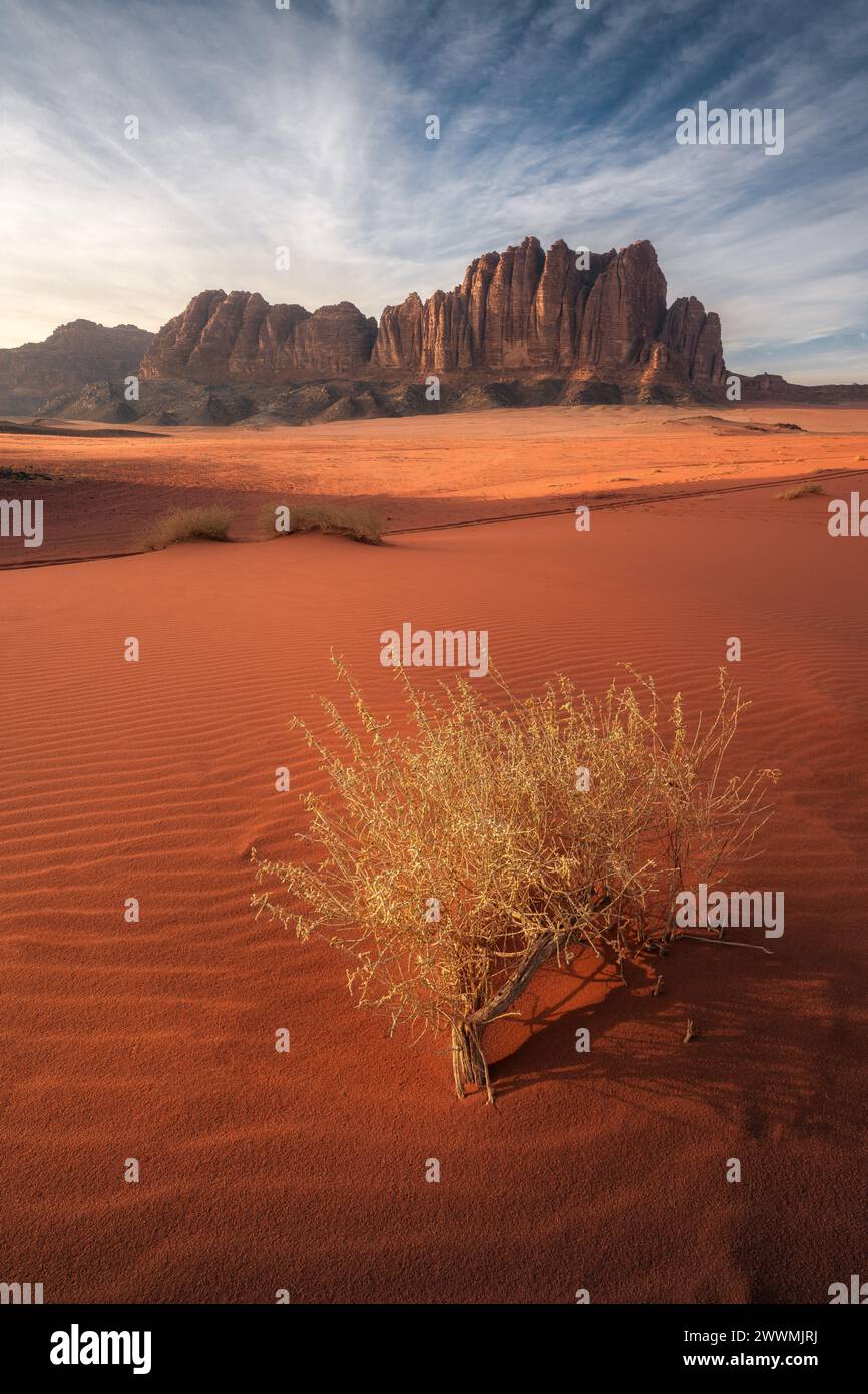 Sharp Sandstone Peaks and Lonely Dead Bush in Wadi Rum at Dusk Stock Photo