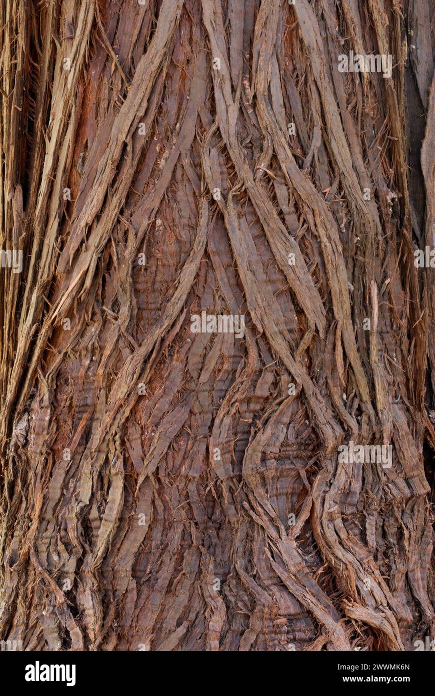 Western Red Cedar,Thuja plicata bark, close up. Old tree trunk. Abstract natural background. Park Trencianske Teplice, Slovakia Stock Photo