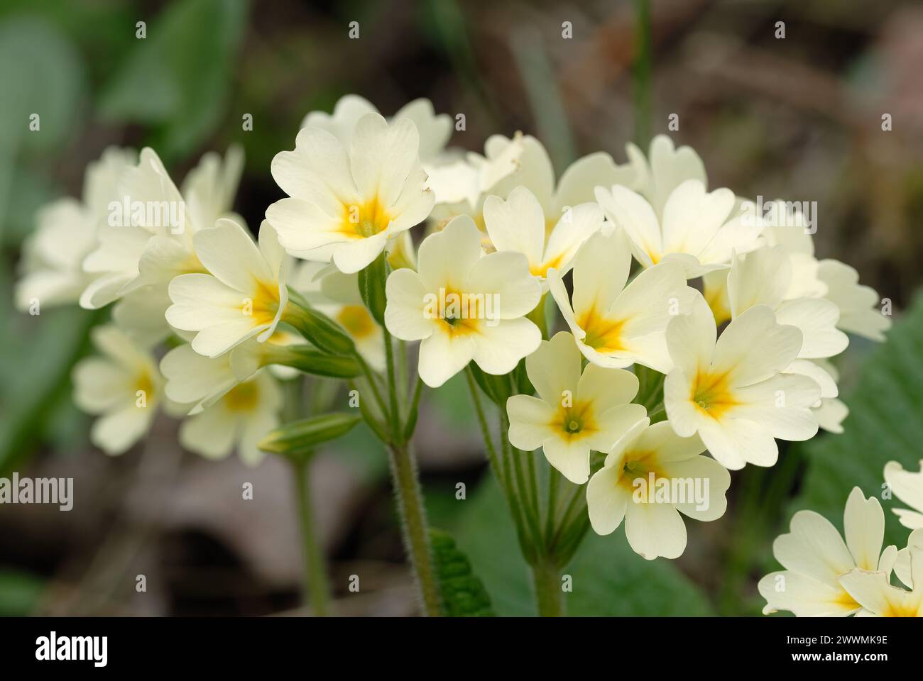 True oxlip, Primula elatior flowers close up. Full bloom. Medicinal plant. Trencianske Teplice, Slovakia Stock Photo
