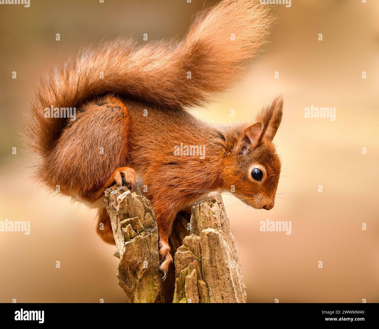 Cute and endangered Red Squirrel Stock Photo