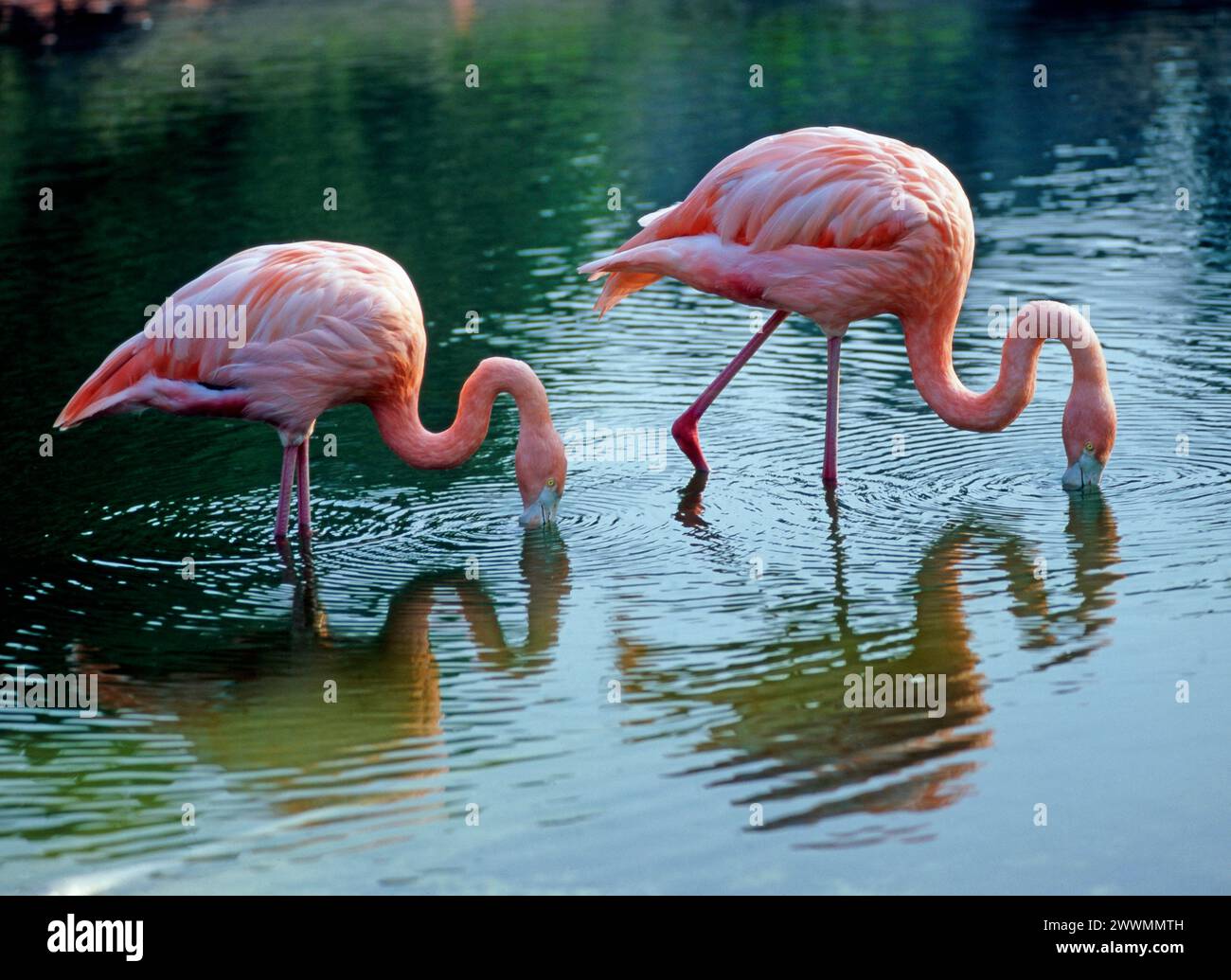 Zwei Rote Flamingos, auch Kubaflamingos, eine Unterart der Rosaflamingos Phoenicopterus ruber, auf Nahrungssuche im Wasser Rote Flamingos *** Two red flamingos, also known as Cuban flamingos, a subspecies of pink flamingos Phoenicopterus ruber, foraging in the water Red flamingos Stock Photo