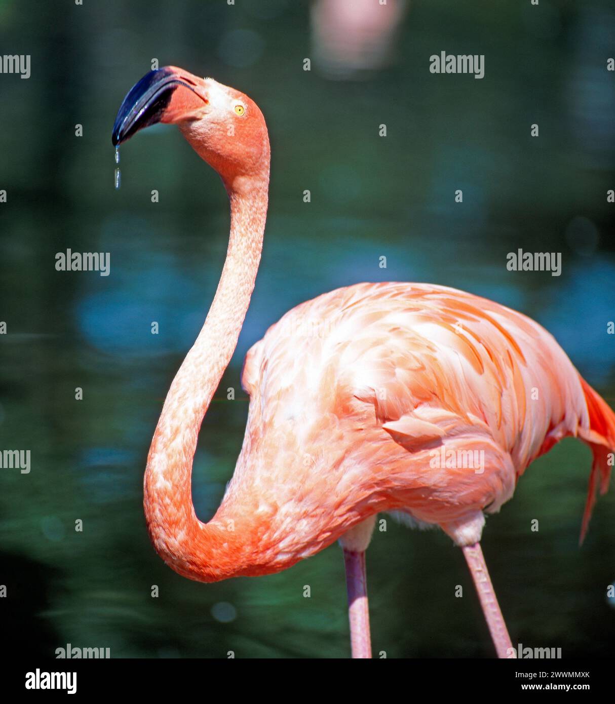 Roter Flamingo, auch Kubaflamingo, eine Unterart der Rosaflamingos Phoenicopterus ruber, Portraet Rotee Flamingo *** Red flamingo, also known as Cuban flamingo, a subspecies of the pink flamingo Phoenicopterus ruber, Portraet red-tea flamingo Stock Photo