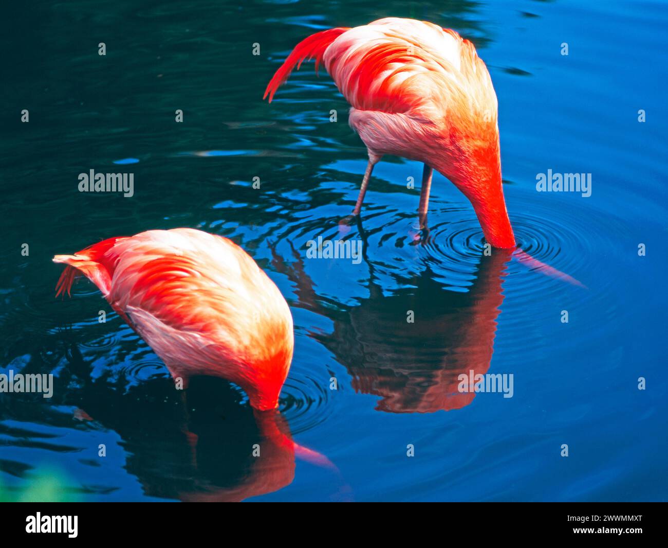 Zwei Rote Flamingos, auch Kubaflamingos, eine Unterart der Rosaflamingos Phoenicopterus ruber, auf Nahrungssuche kopfunter im Wasser Rote Flamingos *** Two red flamingos, also known as Cuban flamingos, a subspecies of pink flamingos Phoenicopterus ruber, foraging upside down in the water Red flamingos Stock Photo