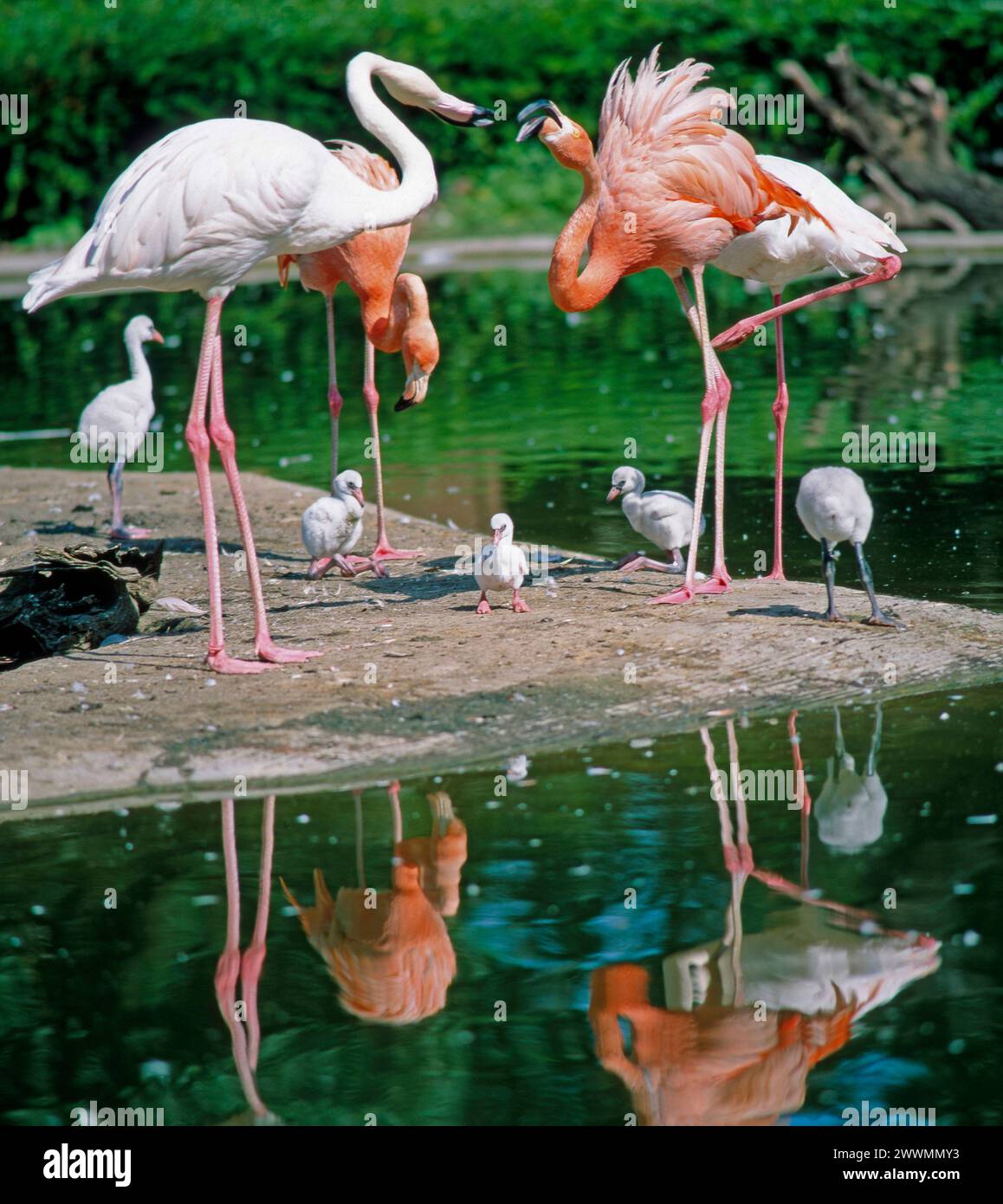 Rote Flamingos, auch Kubaflamingos, eine Unterart der Rosaflamingos Phoenicopterus ruber, in ihrer Brutkolonie mit geschluepften Kueken auf einer Insel Rote Flamingos *** Red flamingos, also known as Cuban flamingos, a subspecies of pink flamingos Phoenicopterus ruber, in their breeding colony with hatched chicks on an island Red flamingos Stock Photo