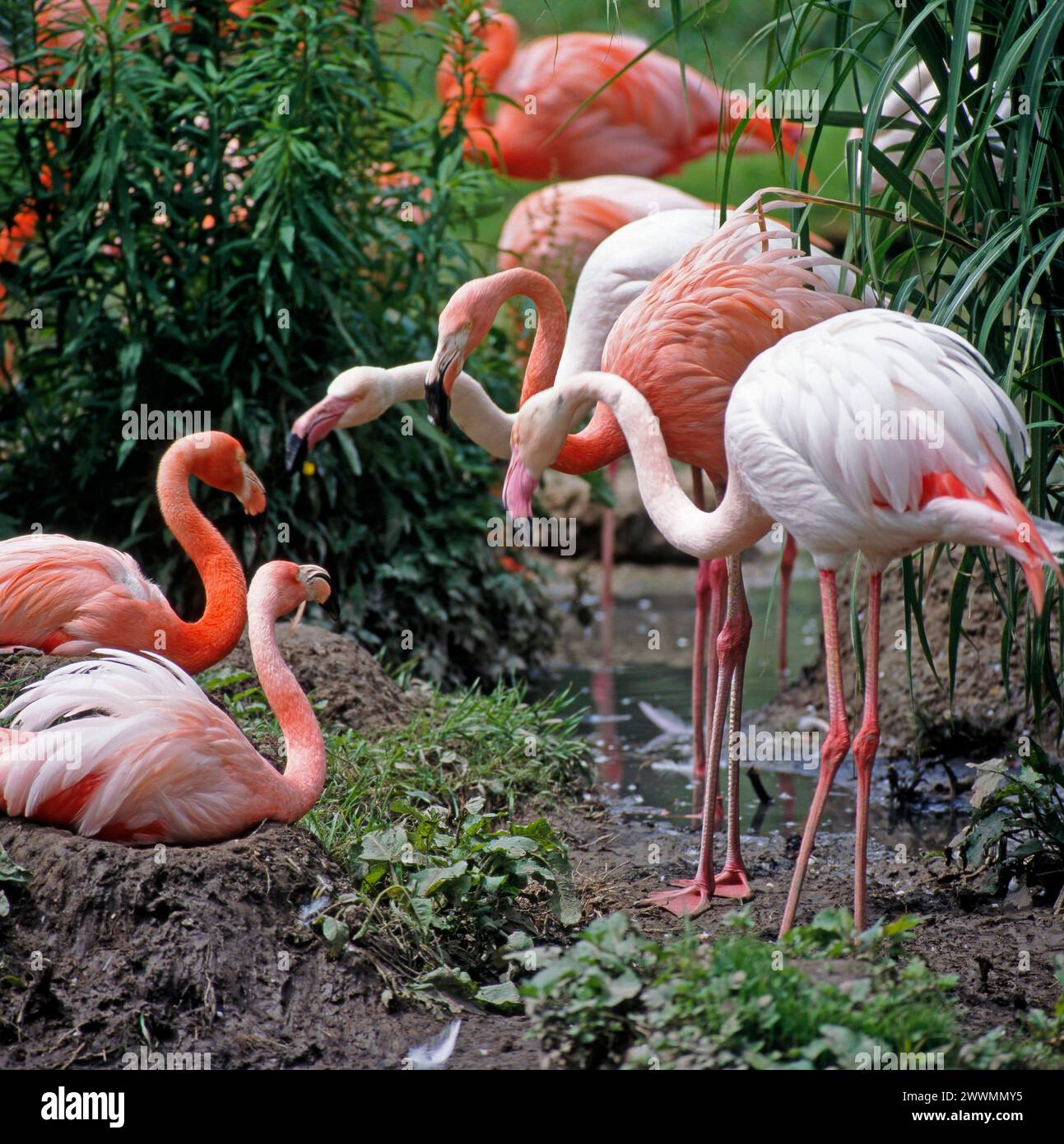 Rote Flamingos, auch Kubaflamingos, eine Unterart der Rosaflamingos Phoenicopterus ruber, in ihrer Brutkolonie Rote Flamingos *** Red flamingos, also known as Cuban flamingos, a subspecies of pink flamingos Phoenicopterus ruber, in their breeding colony Red flamingos Stock Photo