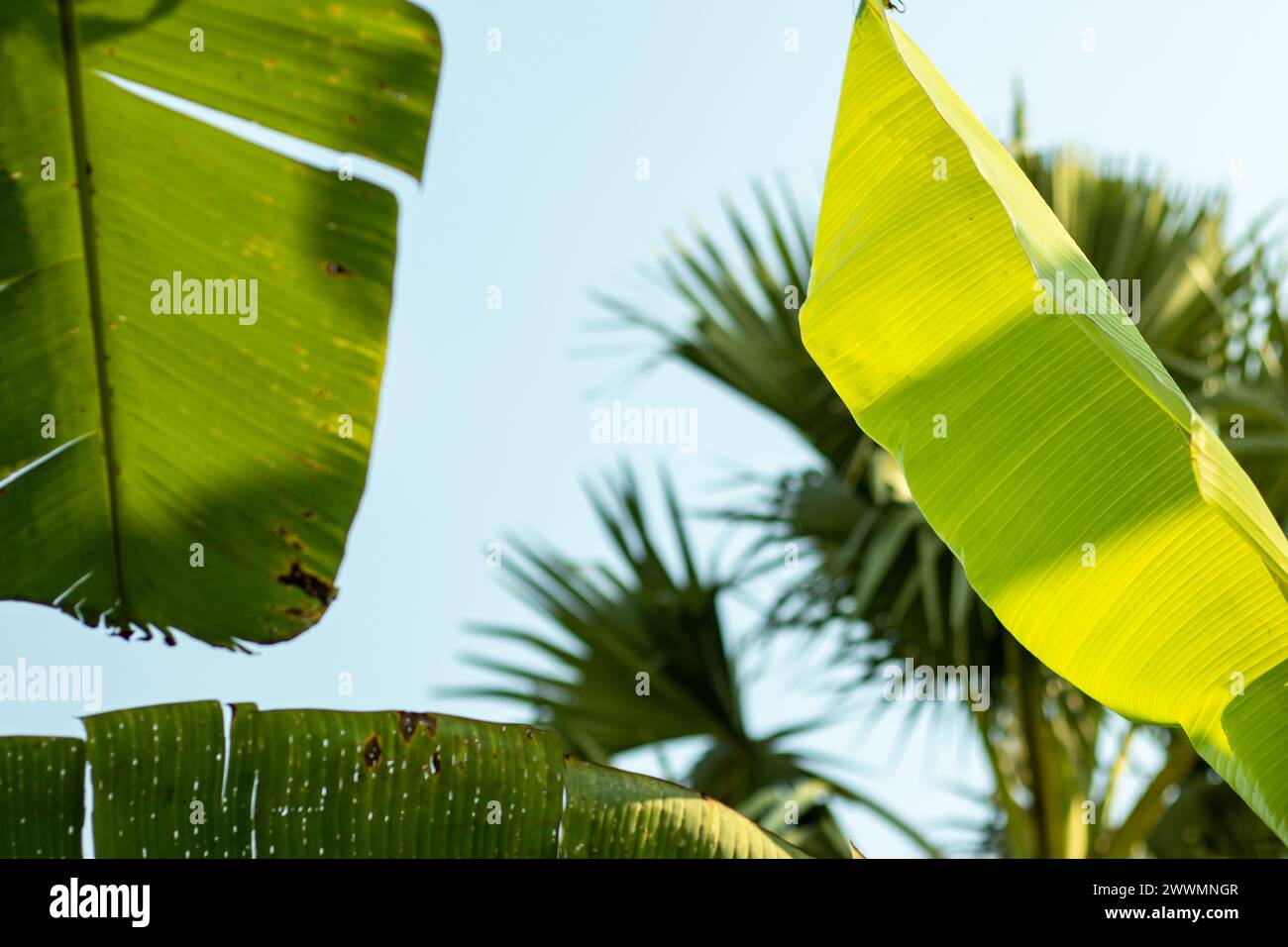 Banana leaves are large, flexible, and waterproof leaves that come from the banana plant. The banana leaf is the leaf of the banana plant, which may p Stock Photo