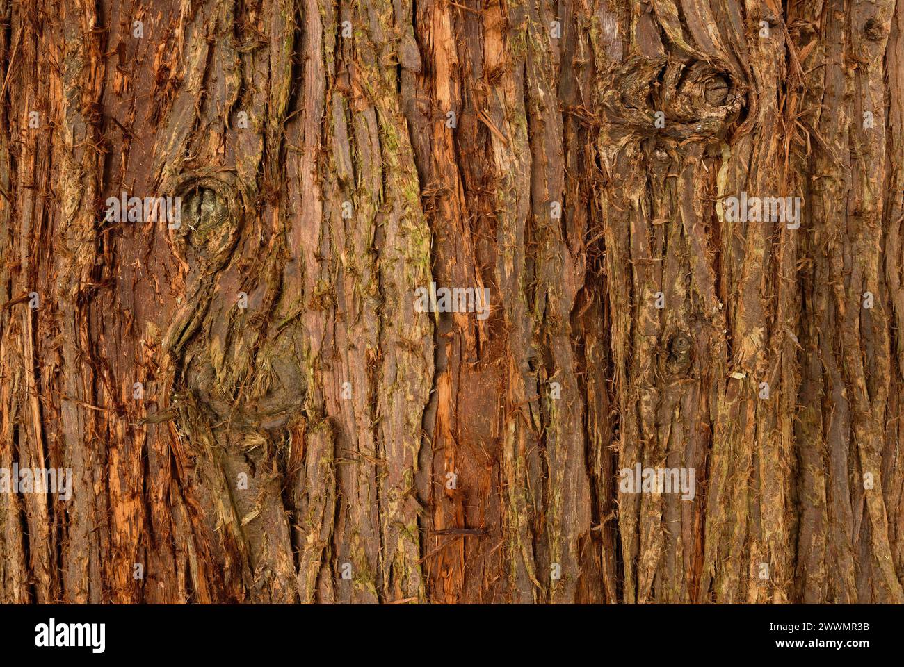Western Red Cedar,Thuja plicata bark, close up. Old tree trunk. Abstract natural background. Park Trencianske Teplice, Slovakia Stock Photo