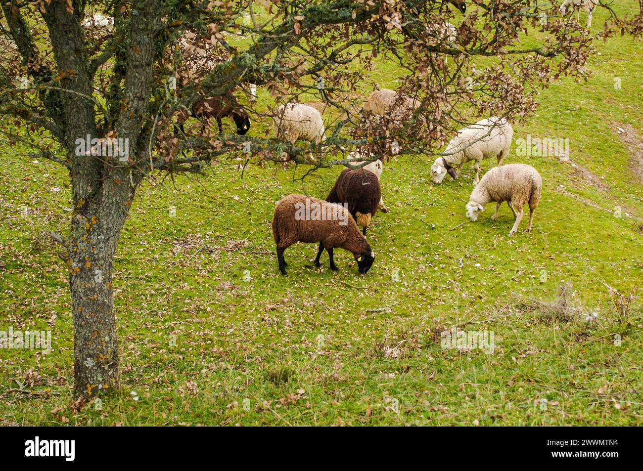 Brown and white sheep grazing on the green field Stock Photo - Alamy