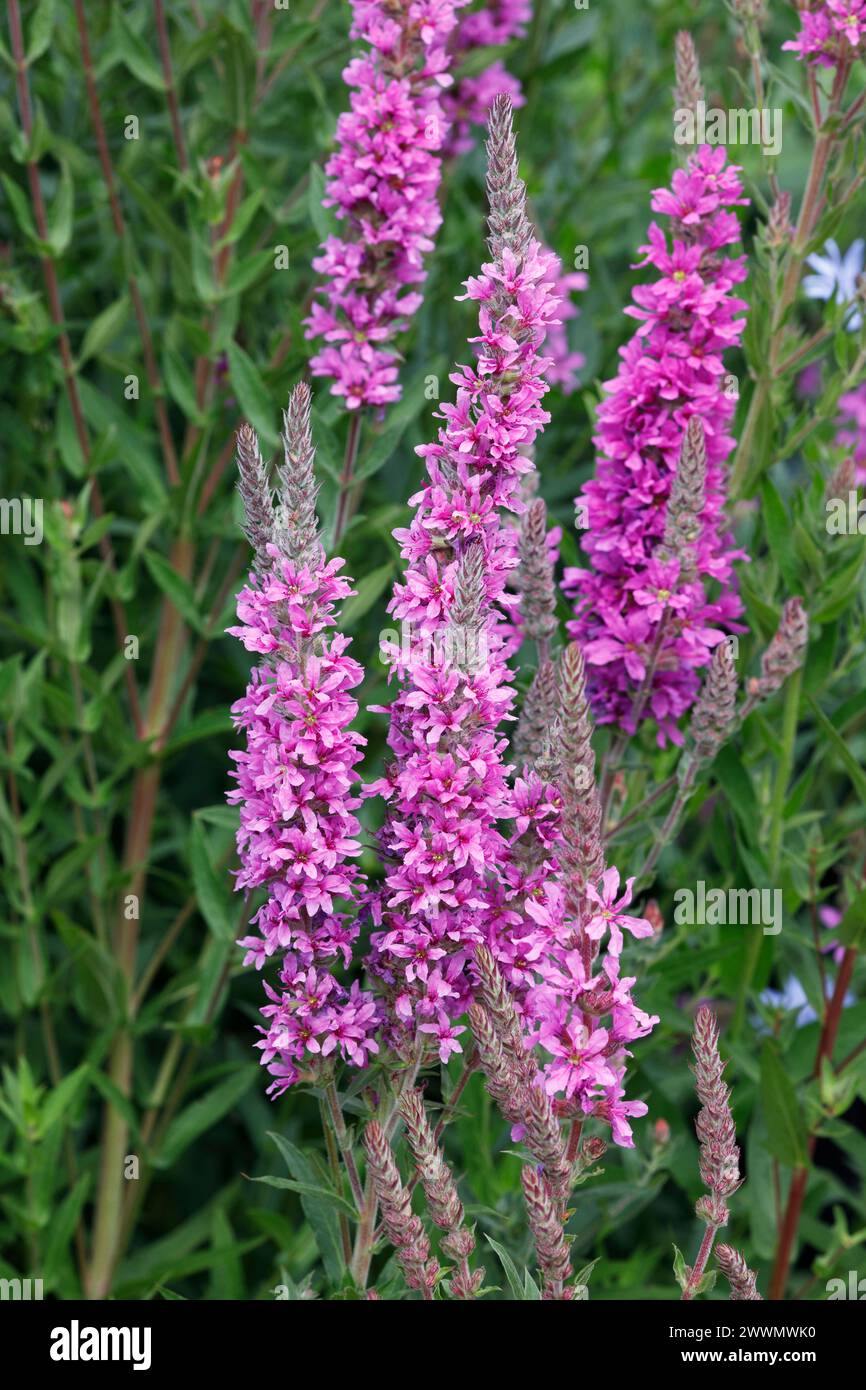 Lythrum salicaria flowers. Stock Photo
