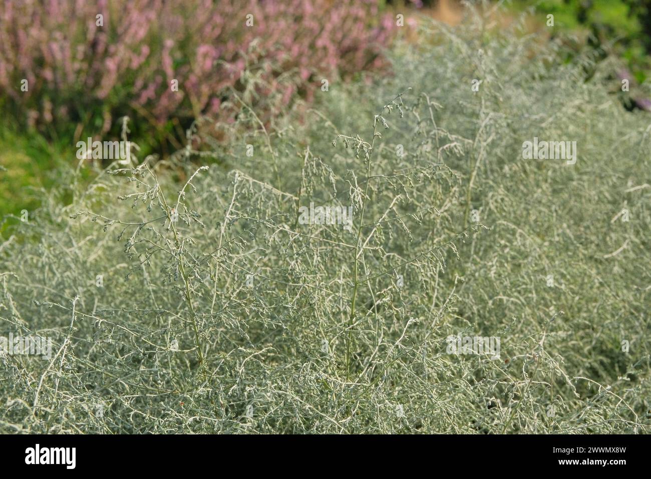Asparagus albus grow in garden. Evergreen plant is growing outdoors. Growing spices for further use. Farming and harvesting. Stock Photo