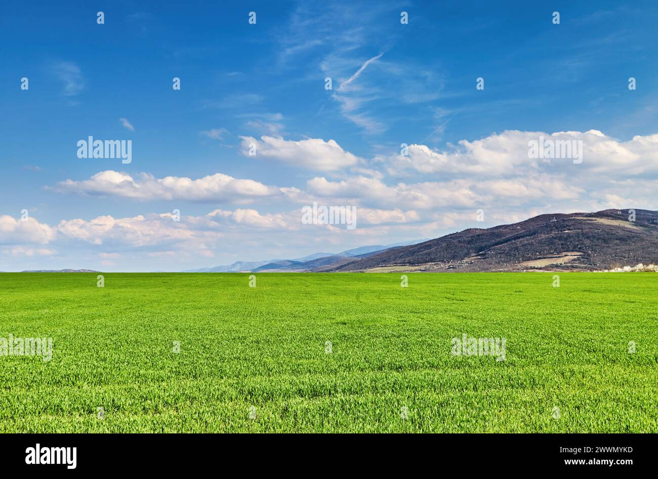 Beautiful spring landscape with fresh green field and blue sky Stock ...