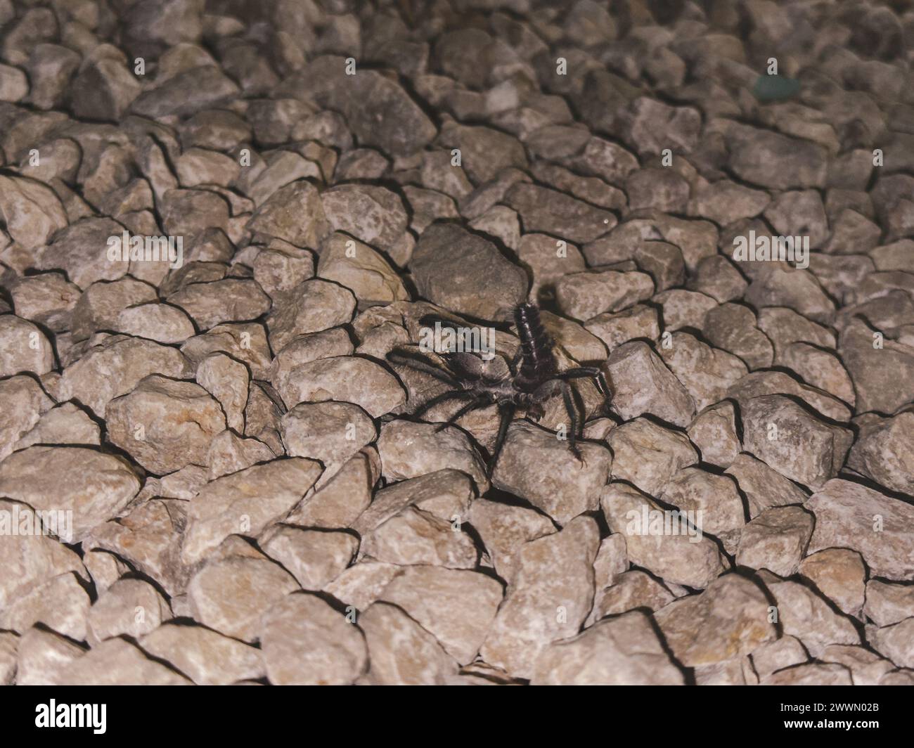 A solitary Camel Spider perched on stones outdoors at night Stock Photo