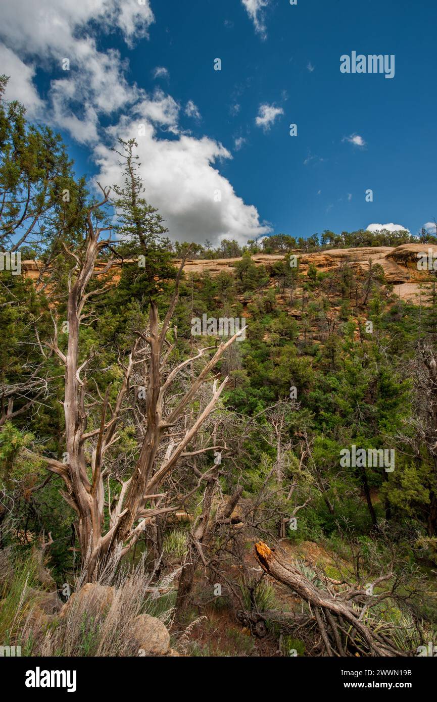 Arid climate portrayal with striking dead tree against a backdrop of ...