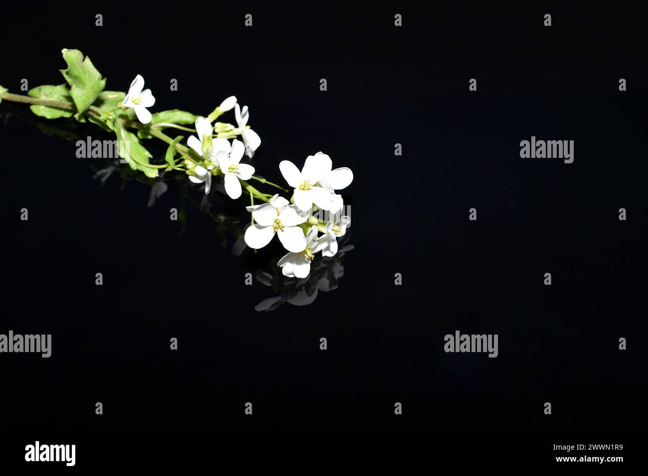 Branch of garden Arabis with white flowers on a black background, close-up. Stock Photo