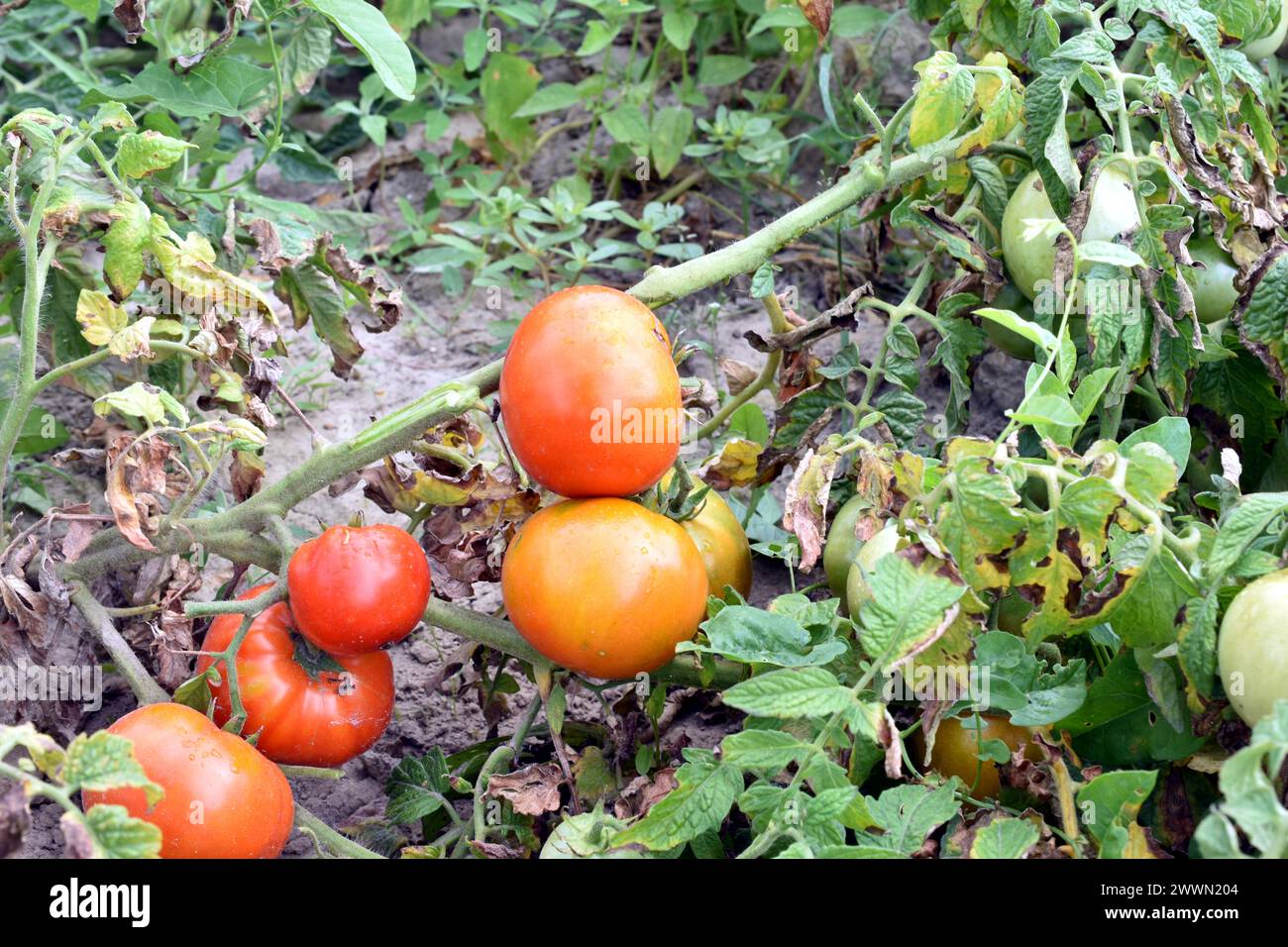 Red tomatoes are ripe on the branches of a tomato bush growing in the garden. Stock Photo
