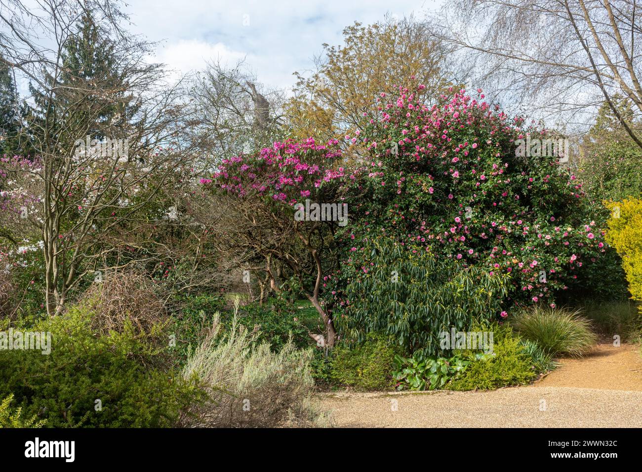 View of Savill Garden during March or Spring with colourful flowering shrubs including rhododendron and camellia, Berkshire, England, UK Stock Photo