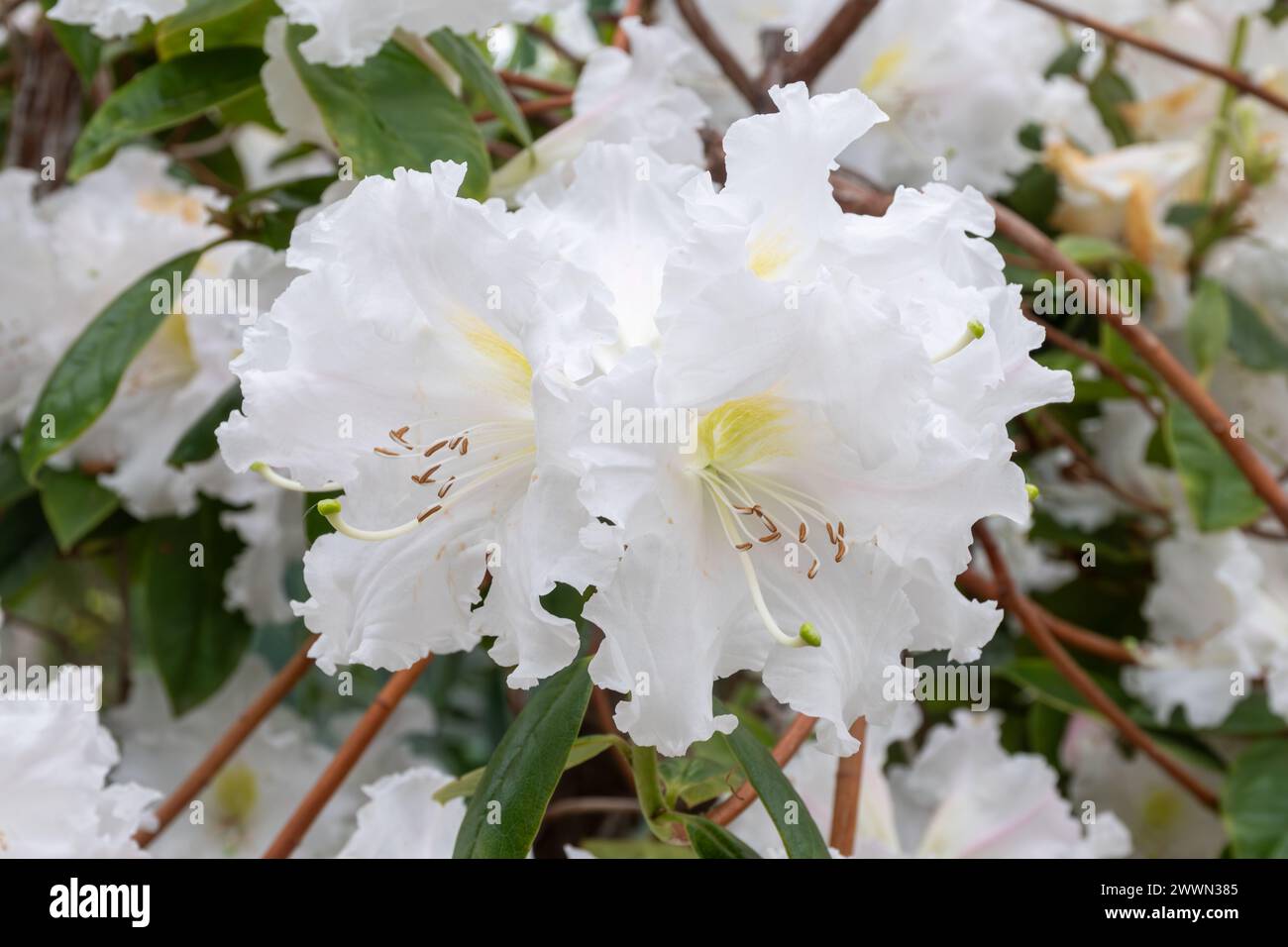 Rhododendron 'Jim Russell' (Ciliicalyx hybrid), large scented frilly white flowers or blooms with pale pink, flowering during spring, UK Stock Photo