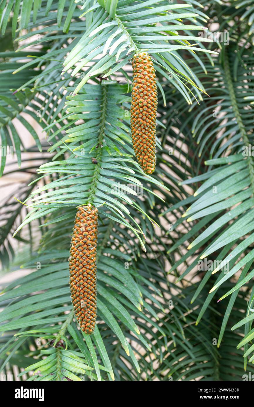 Wollemia nobilis, close up of the male cones on the endangered evergreen tree native to New South Wales in Australia Stock Photo