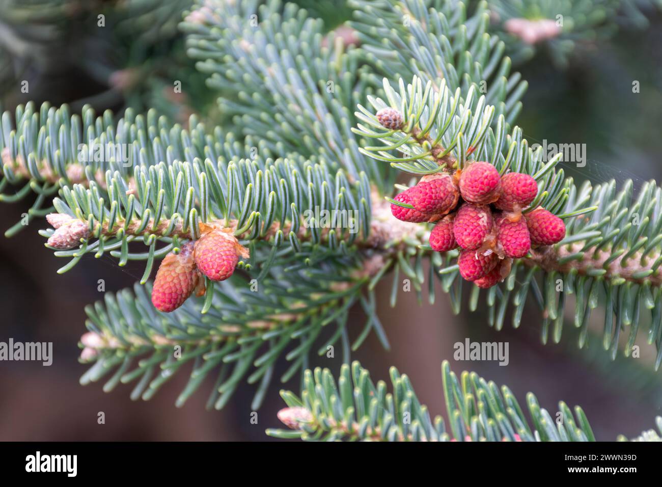Abies cephalonica 'Meyer's Dwarf' (Greek Fir) with pink cones in spring or March, England, UK Stock Photo