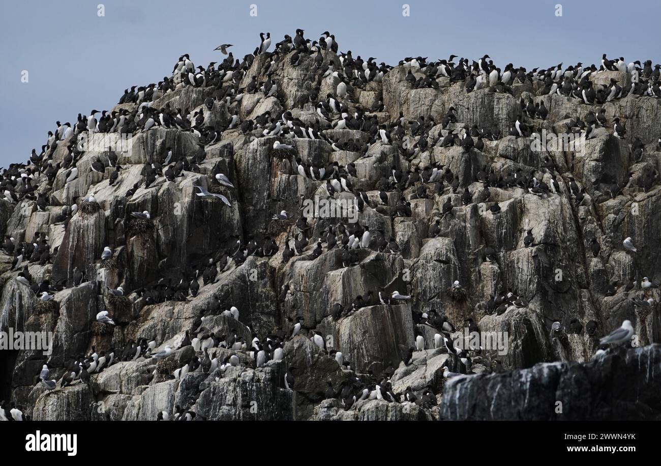 File photo dated 26/06/19 of Guillemots on the Farne Islands. Wildlife watchers will be able to get a closer look at the Internationally-important seabird colony on the Farne Islands off the Northumberland coast where 200,000 seabirds make their home. Visitors have been restricted from going ashore for the past two years after an outbreak of avian flu which killed at least 6,000 birds in 2022 and around 3,650 last year. Issue date: Monday March 25, 2024. Stock Photo