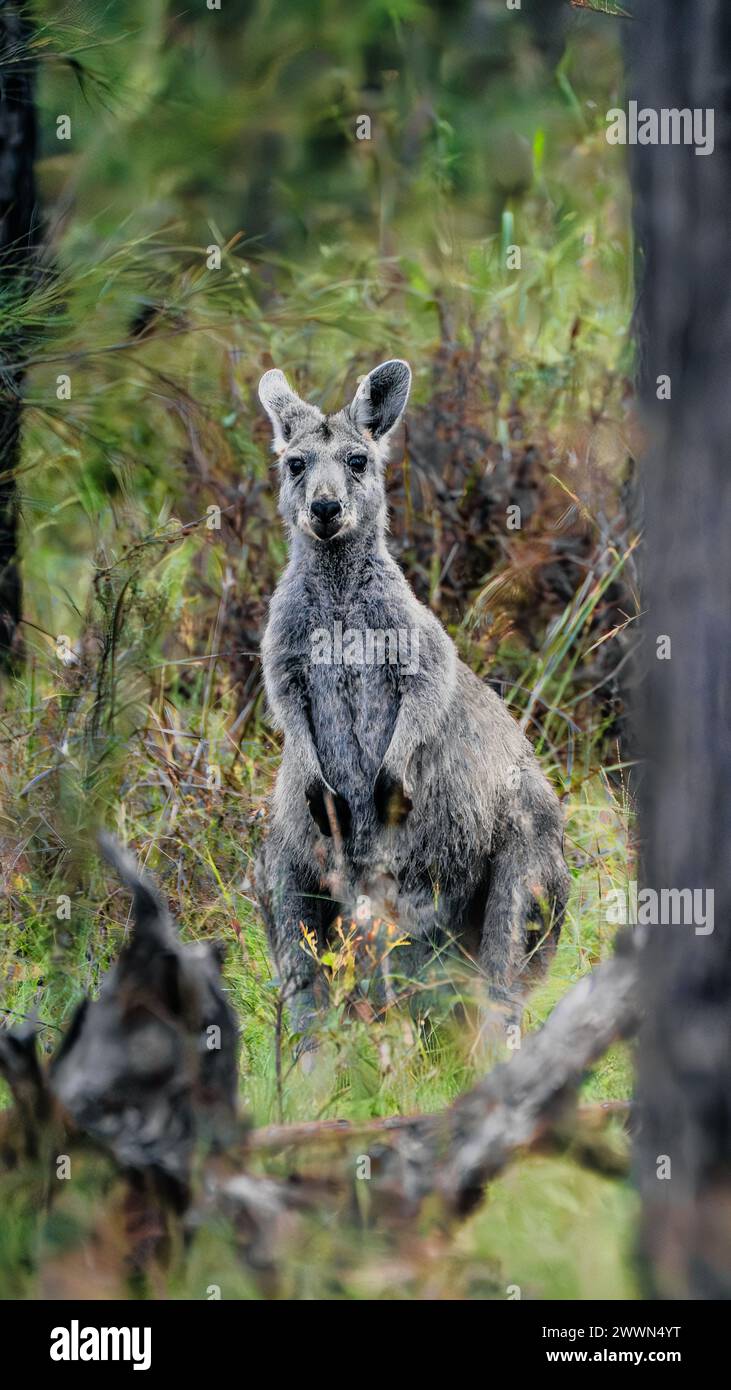 Encounter with Australia's Wildlife: Curious Kangaroo in Dense Bushland - Captivating Wildlife Photography for Nature Enthusiasts and Travellers Stock Photo
