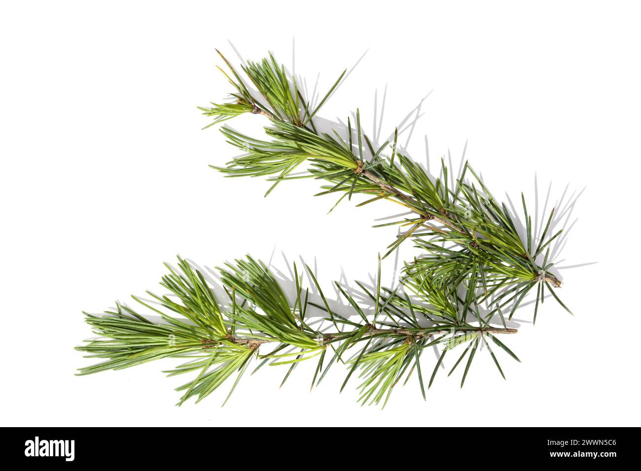 Himalayan cedar tree twigs isolated on a white background. Cedrus deodara Stock Photo