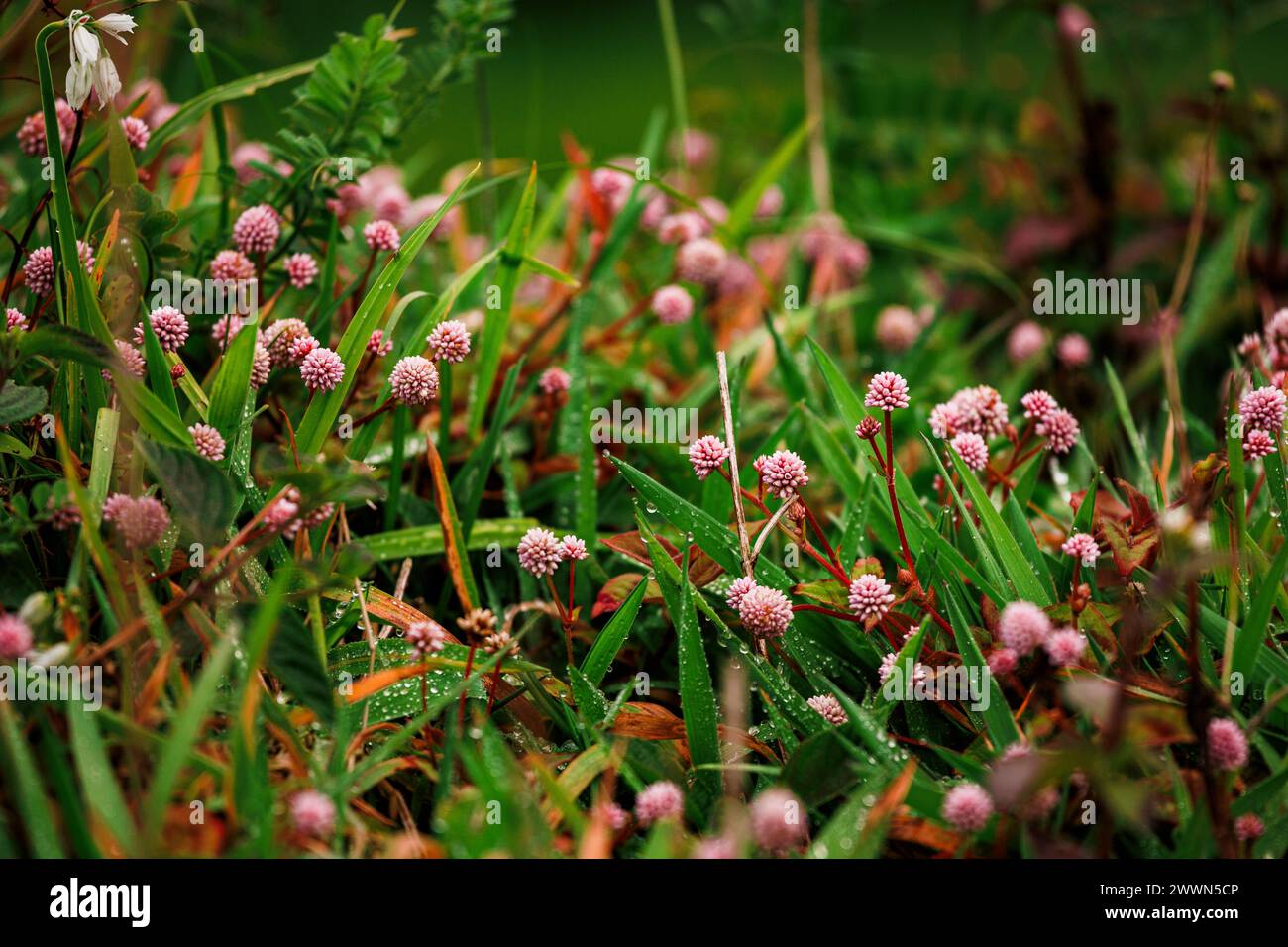 Plants and vegetation of the Azores islands, close up and macro, green colors. Stock Photo
