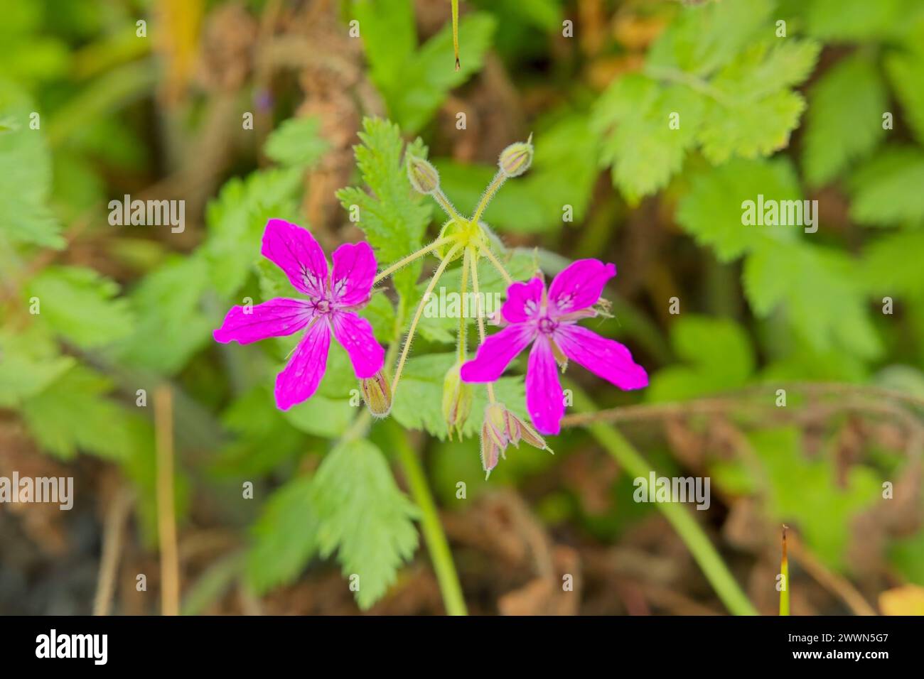 Closeup of Erodium manescavi, called the garden stork's-bill, Manescau storksbill, Manescau heronsbill and showy heron's bill, is a species of floweri Stock Photo