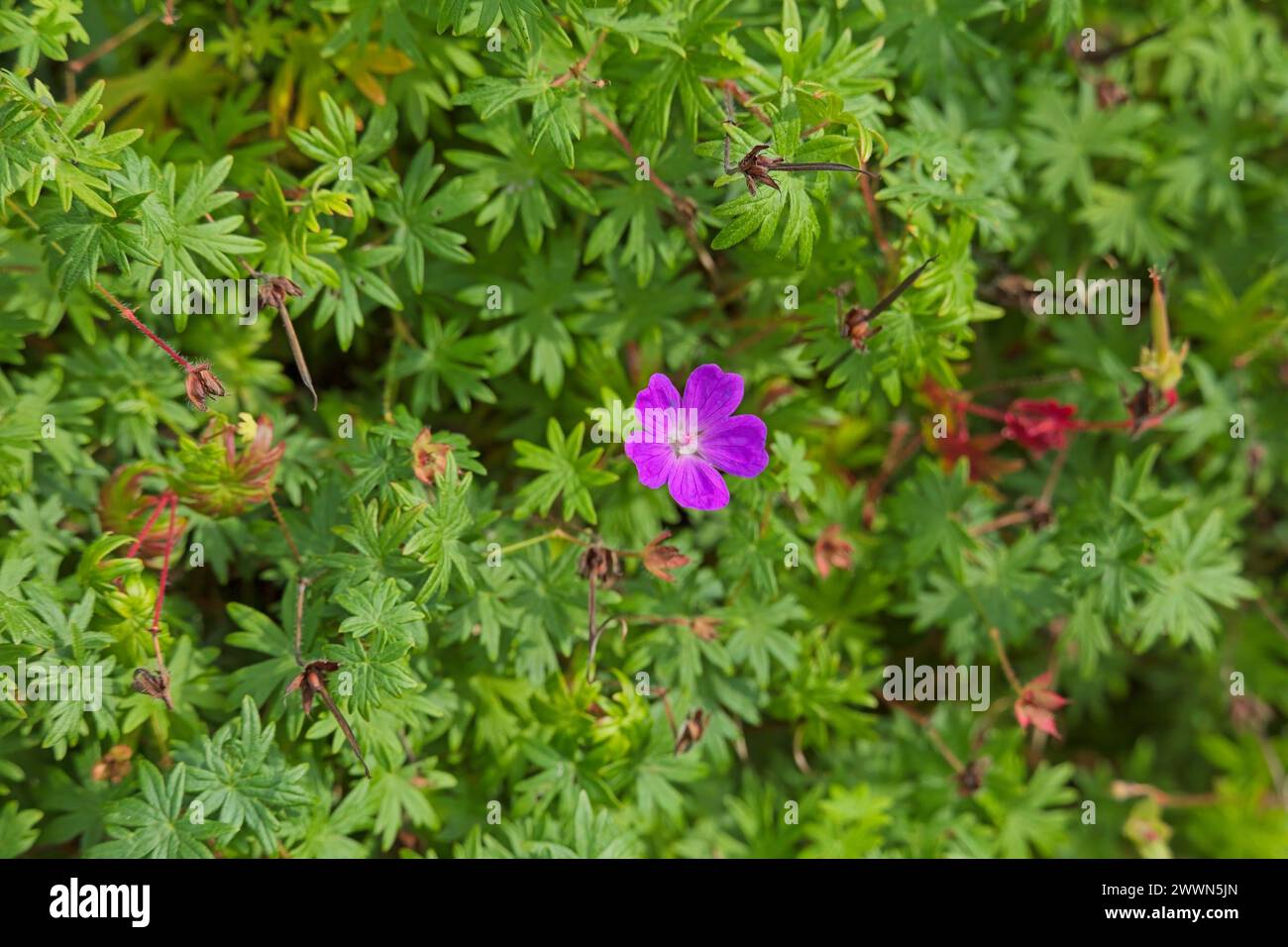 Closeup of Erodium manescavi, called the garden stork's-bill, Manescau storksbill, Manescau heronsbill and showy heron's bill, is a species of floweri Stock Photo