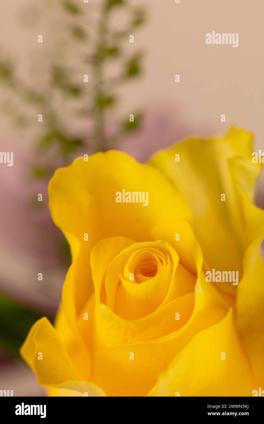 Portrait orientated photographic image of a single yellow rose against a pale background with limited out of focus foliage, detailed rose bud hi res Stock Photo