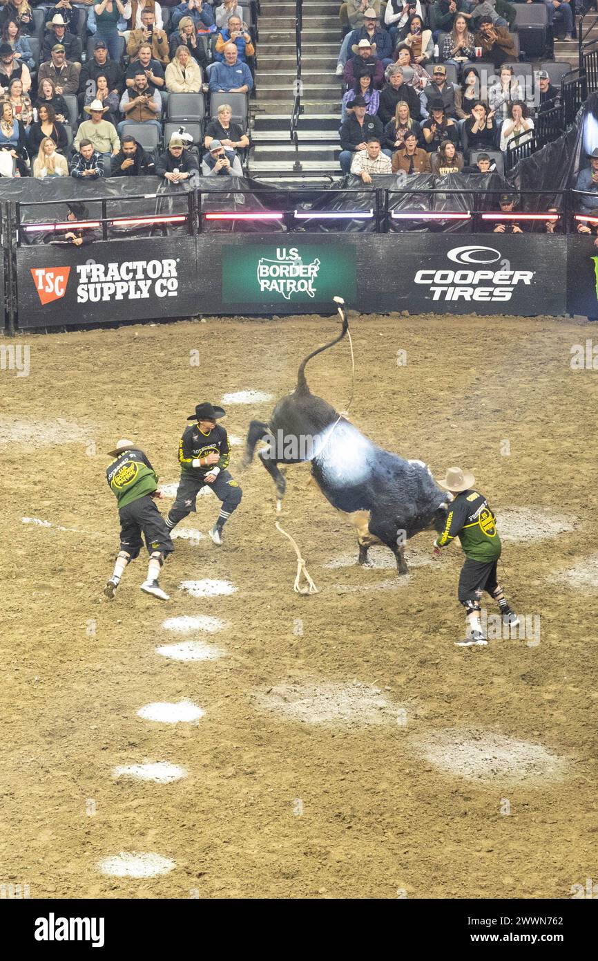 Three U.S. Border Patrol bullfighters attempt to redirect a loose bull at the Professional Bull