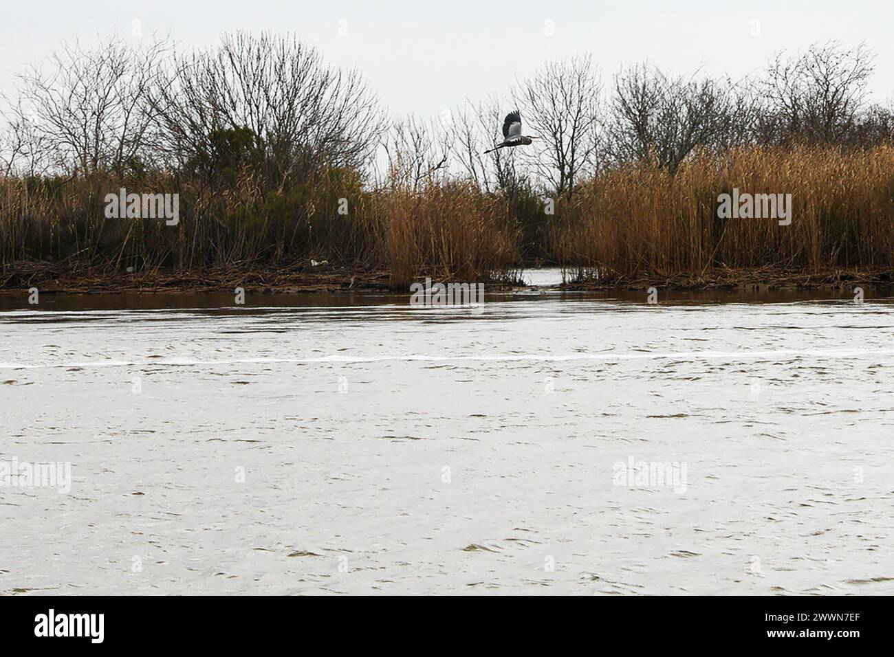 a-great-blue-heron-flies-above-the-trinity-river-during-crab-trap
