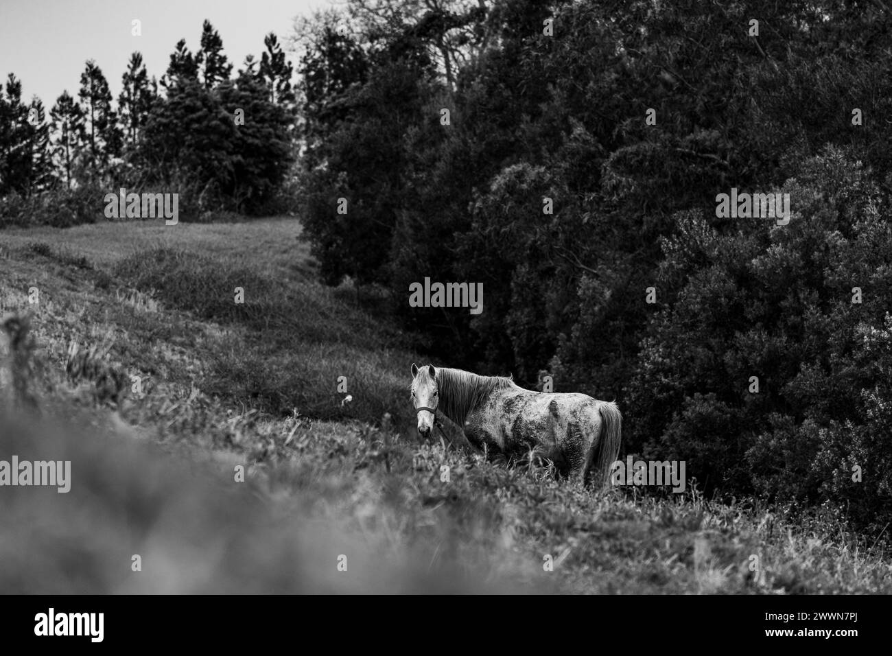 Traveling at Azores islands, farm animals in nature, surrounded by amazing landscapes. Stock Photo