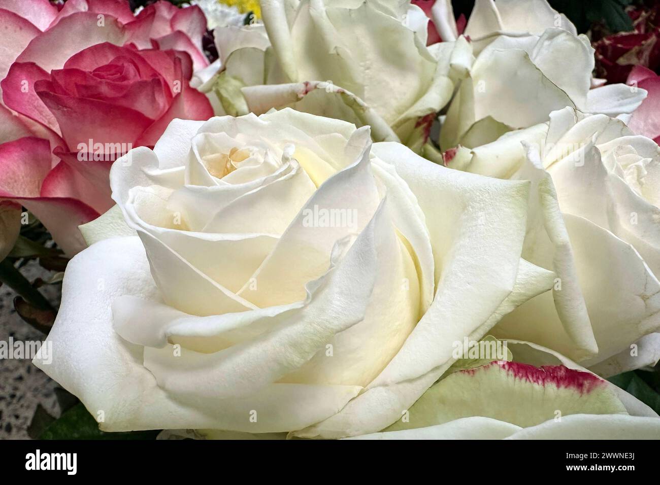 Weisse bluetenblaetter hires stock photography and images Alamy
