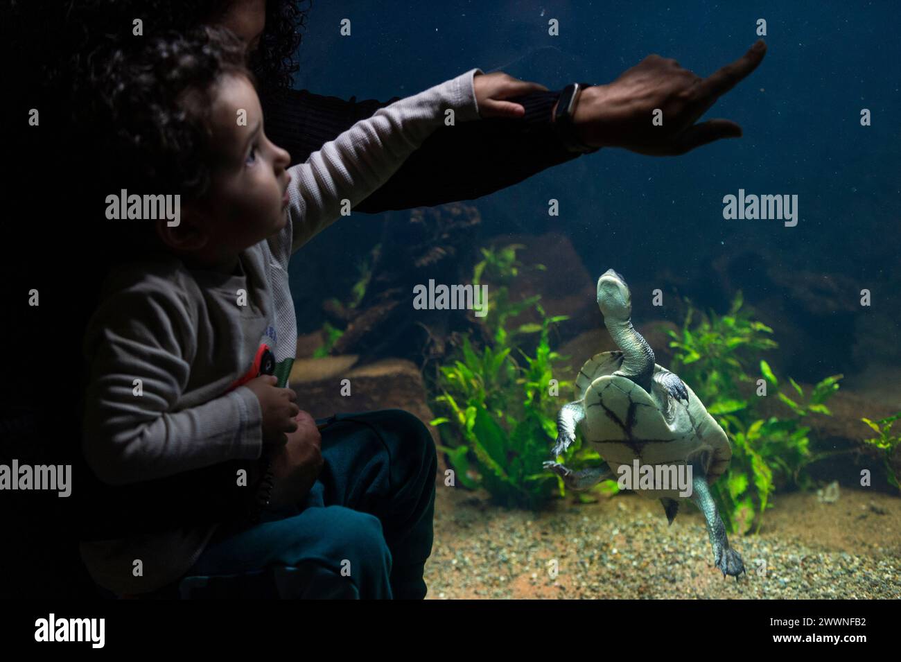London, UK.  25 March 2024. Visitors Sonika Tapley and Kaiyan Tapley (aged 2) view a Roti snake-necked turtle (Chelodina mccordi) at a preview of the new Secret Life of Reptiles and Amphibians experience at London Zoo, ahead of its opening to the public on Friday 29 March.  Credit: Stephen Chung / Alamy Live News Stock Photo